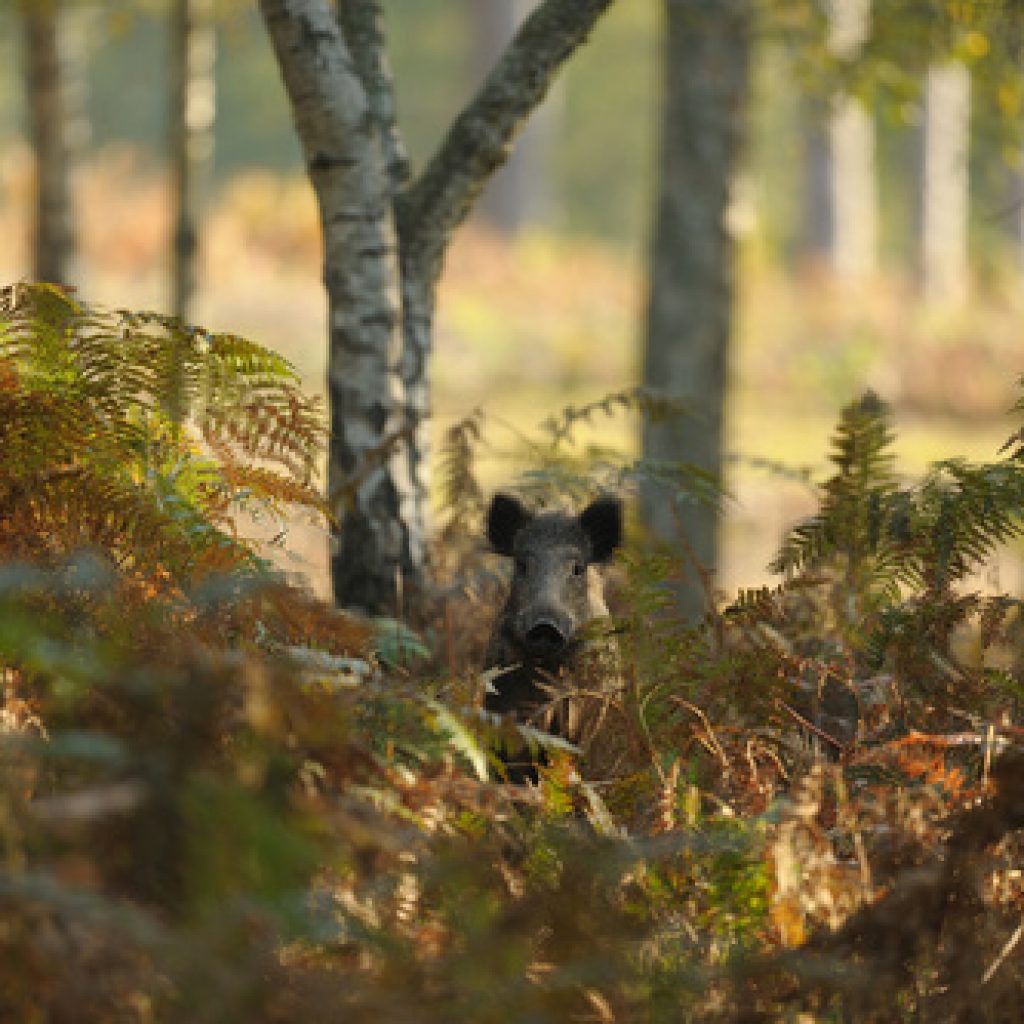 Prise en charge d’une plaie de chasse