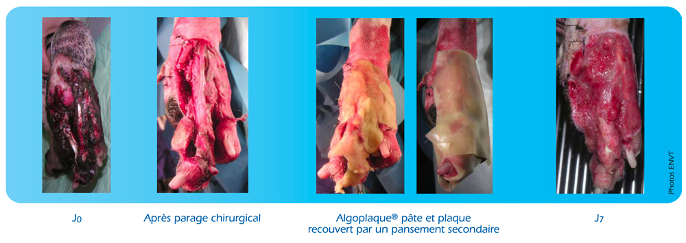 PLAIE-MEMBRE-ANTERIEUR-2