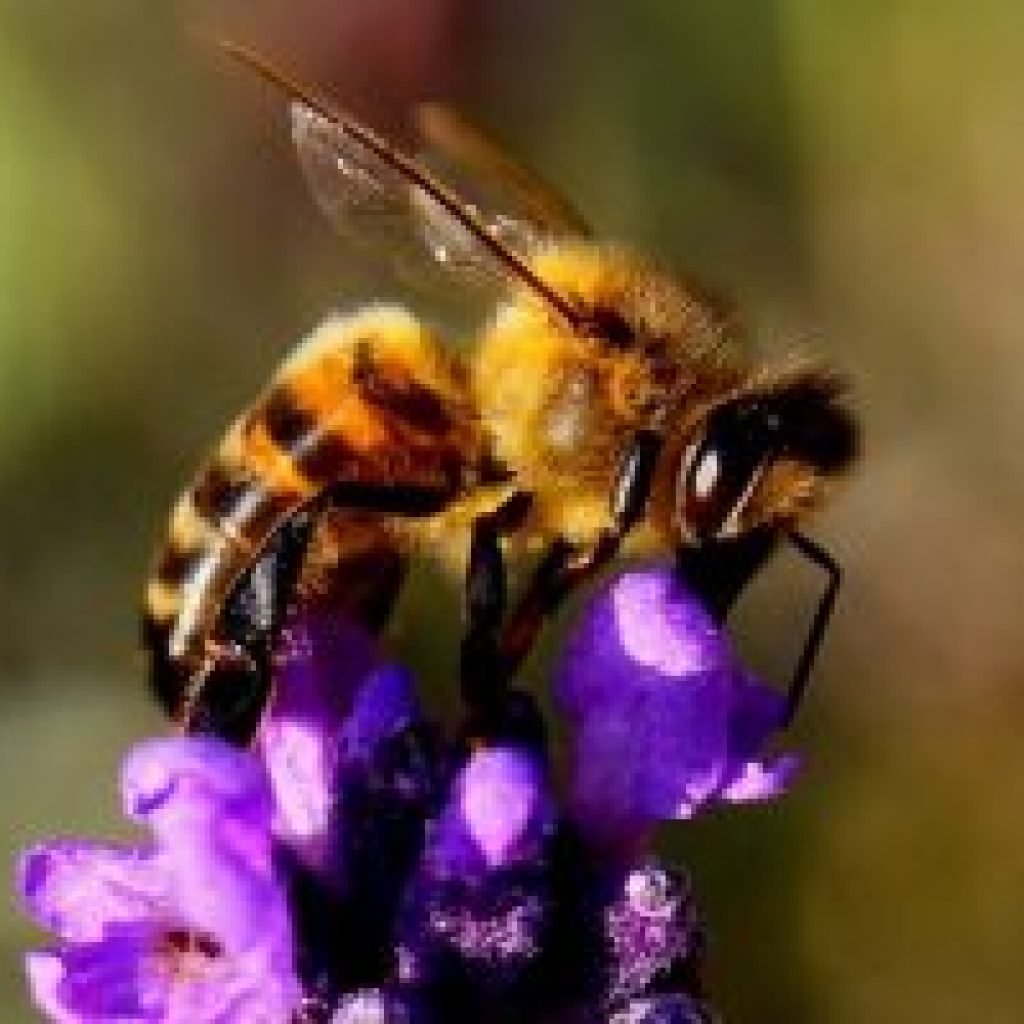 Trois quarts des miels contaminés